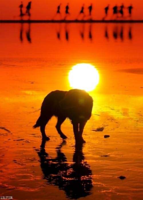 تابلو عکس سگی در نور