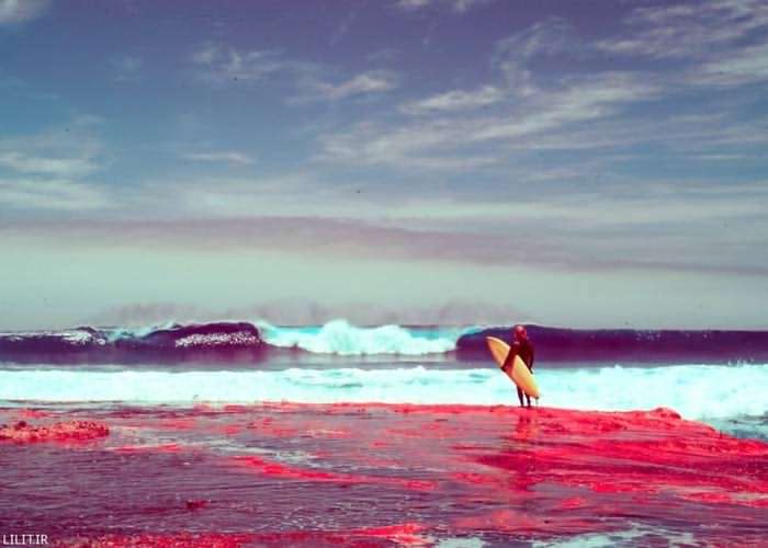 تابلو عکس تنها در ساحل قرمز دریا 2