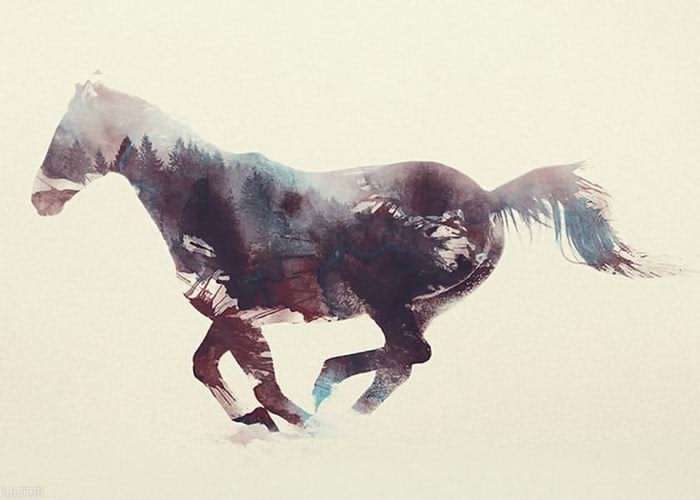 تابلو عکس اقلیم اسب وحشی