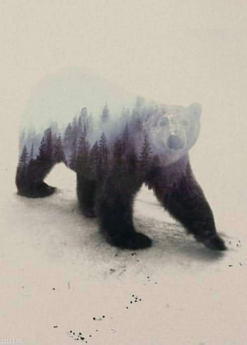 تابلو عکس اقلیم خرس سیاه