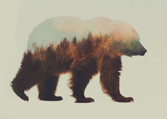 تابلو عکس اقلیم خرس گریزلی