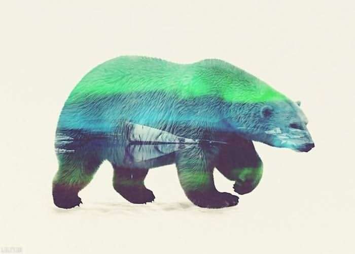 تابلو عکس اقلیم خرس قطبی
