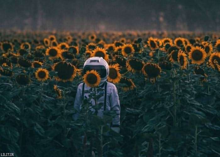 تابلو عکس بیگانه‌ای در مزرعه گل‌های آفتاب گردان