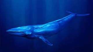 پارادوکس پیتو, چرا نهنگ‌های آبی سرطان نمی‌گیرند؟