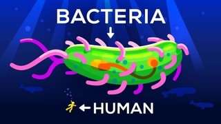 باکتری‌ها تا چه اندازه می‌توانند بزرگ شوند؟