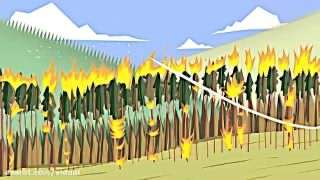 اهمیت آتش سوزی جنگل ها
