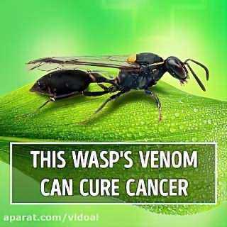 این زنبور سرطان را درمان می‌کند! Brazilian Polybia P