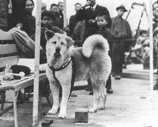 داستان زندگی هاچیکو وفادارترین سگ جهان
