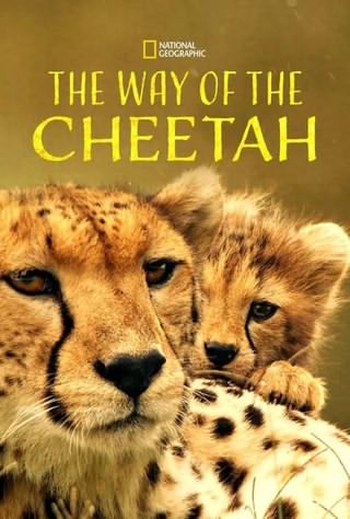 روش چیتا / The Way of the Cheetah