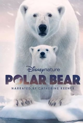 خرس قطبی‌/ Polar Bear
