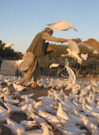 کفتربازی در افغانستان / Pigeon game in Afghanistan