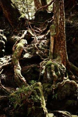 جنگل خودکشی در ژاپن / Japan Suicide Forest