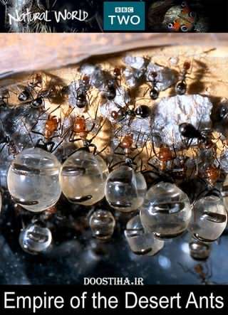 امپراطوری مورچه های صحرایی / Empire of the Desert Ants