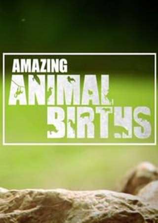 شگفتی تولد حیوانات / Amazing Animal Births