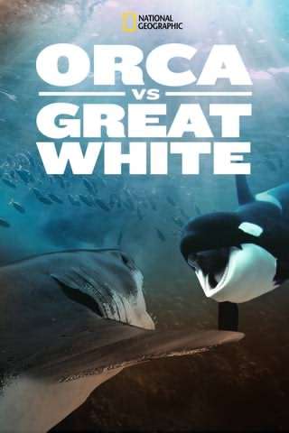 اورکا در مقابل سفید عظیم / Orca vs. Great White