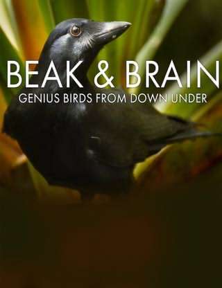 منقار و مغز، پرندگان نابغه / Beak and Brain, Genius Birds from Down Under