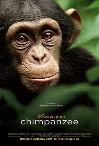 شامپانزه / Chimpanzee