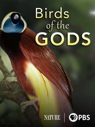 پرندگان بهشتی / Birds of the Gods