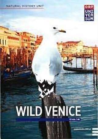 ونیز وحشی / Wild Venice