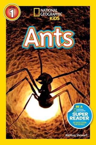 اسرار زندگی مورچه ها / The life of ants
