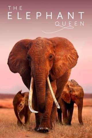 ملکه فیل ها / The Elephant Queen
