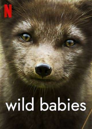 نوزادان حیوانات / Wild Babies