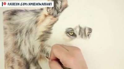 آموزش نقاشی گرگ واقع‌گرایانه با مدادرنگی