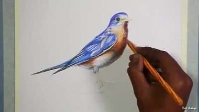 آموزش نقاشی پرنده خوش آواز مشرقی با مدادرنگی