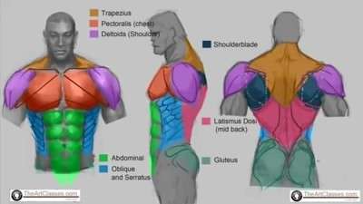 آموزش طراحی بدن و اندام بدنسازی (سیکس پک) مردانه